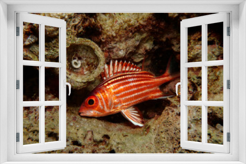 Fototapeta Naklejka Na Ścianę Okno 3D - Squirrel fish - Sargocentron rubrum from Cyprus 