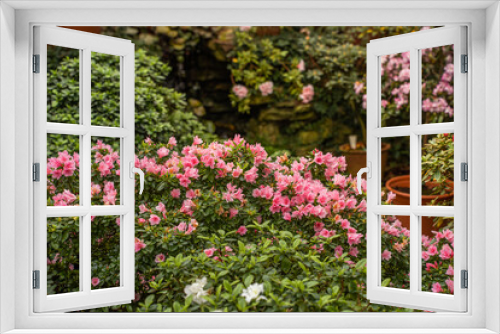 Fototapeta Naklejka Na Ścianę Okno 3D - A greenhouse full of flowers, including a variety of pink ones. Blooming rhododendrons and azaleas in the botanical garden