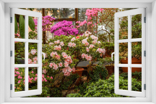 Fototapeta Naklejka Na Ścianę Okno 3D - A greenhouse full of flowers, including a variety of pink ones. Blooming rhododendrons and azaleas in the botanical garden