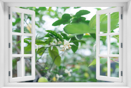 Fototapeta Naklejka Na Ścianę Okno 3D - Citrus white flowers on the fruit tree in the orangery. Close up