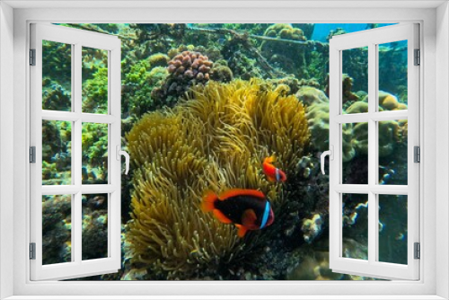 Fototapeta Naklejka Na Ścianę Okno 3D - Idyllic shot of a coral reef on Pamilacan Island in the Philippines flooded with sunlight, in focus maroon clownfish.