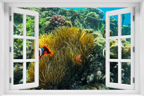 Fototapeta Naklejka Na Ścianę Okno 3D - Idyllic shot of a coral reef on Pamilacan Island in the Philippines flooded with sunlight, in focus maroon clownfish.