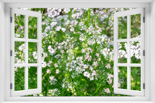 Fototapeta Naklejka Na Ścianę Okno 3D - Flowering coriander bushes in the garden. White flowers of fragrant seasoning