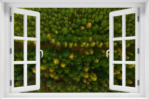 Fototapeta Naklejka Na Ścianę Okno 3D - Waldweg zwischen Nadelbäumen