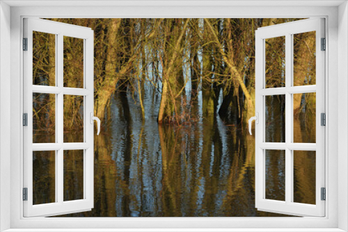 Fototapeta Naklejka Na Ścianę Okno 3D - A close-up of Willows on a piece of land flooded by the river IJssel, The Netherlands
