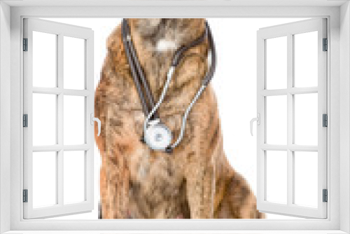 Fototapeta Naklejka Na Ścianę Okno 3D - Dog with a stethoscope on his neck. isolated on white background