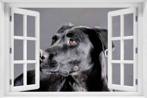 Fototapeta Naklejka Na Ścianę Okno 3D - black dog (72)