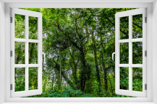 Fototapeta Naklejka Na Ścianę Okno 3D - A view of the canopy in the jungle near Tortuguero in Costa Rica during the dry season
