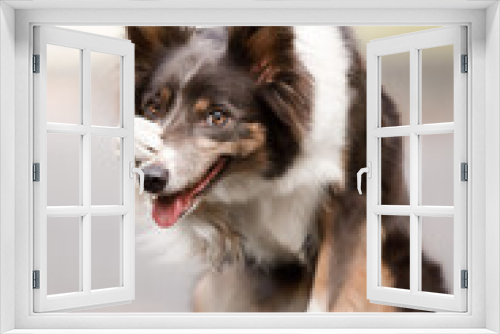 Fototapeta Naklejka Na Ścianę Okno 3D - A border collie dog with a white and black coat is sitting on the ground.