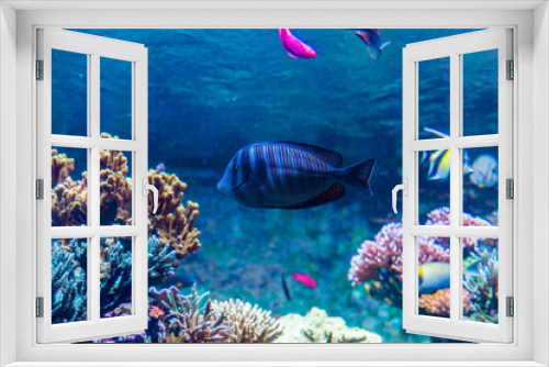 Fototapeta Naklejka Na Ścianę Okno 3D - Underwater photo of coral reef with colourful fish