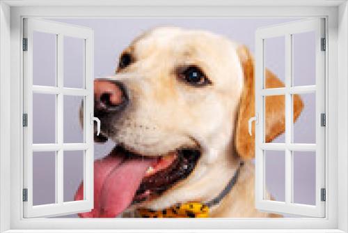 Fototapeta Naklejka Na Ścianę Okno 3D - Labrador retriever is amazing dog. Studio shot