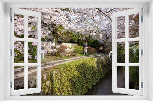 Fototapeta Naklejka Na Ścianę Okno 3D - A Japanese woman from behind is taking photos of the blooming sakura cherry blossoms. It's a sunny spring morning on the Philosopher's Path in Kyoto Japan.