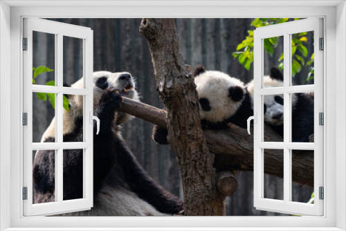Fototapeta Naklejka Na Ścianę Okno 3D - A panda mother guards two sleeping cubs
