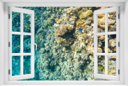 Fototapeta Naklejka Na Ścianę Okno 3D - Coral reef under sea water.