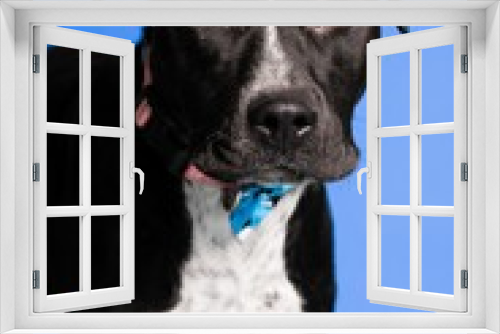 Fototapeta Naklejka Na Ścianę Okno 3D - Portrait of an adorable black and white dog with a collar on blue background - dog up for adoption