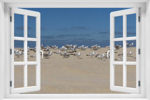 Fototapeta Naklejka Na Ścianę Okno 3D - Closeup view of a flock of seagulls on a seacoast