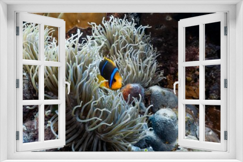Fototapeta Naklejka Na Ścianę Okno 3D - Orange-fin anemonefish swimming around white anemones in the sea