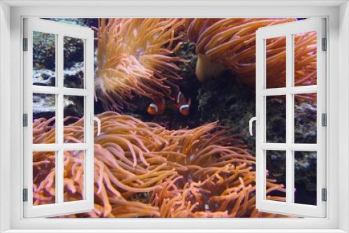 Fototapeta Naklejka Na Ścianę Okno 3D - Beautiful small Ocellaris clownfish next to a sea coral