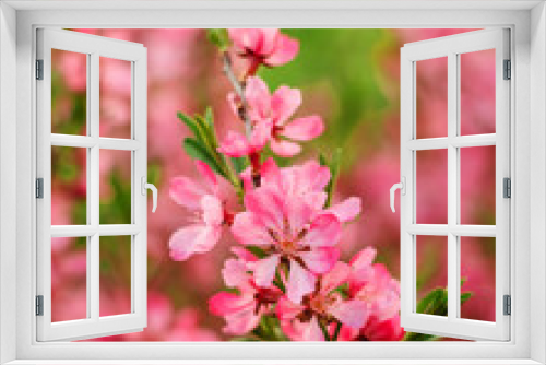 Fototapeta Naklejka Na Ścianę Okno 3D - Prunus Tenella or pink dwarf almond flowers. Pink blossom tree on a blurred background. Gardening and lanscape design concept.