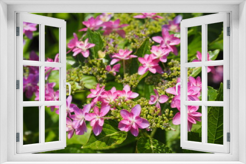 Fototapeta Naklejka Na Ścianę Okno 3D - 紫陽花, Hydrangea