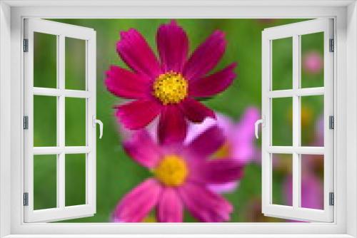 Fototapeta Naklejka Na Ścianę Okno 3D - pink and yellow flower