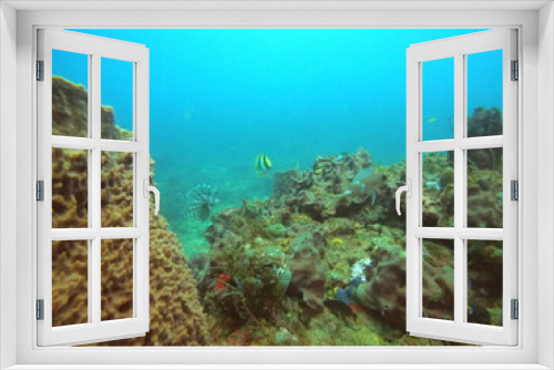 Fototapeta Naklejka Na Ścianę Okno 3D - coral reef in the ocean
