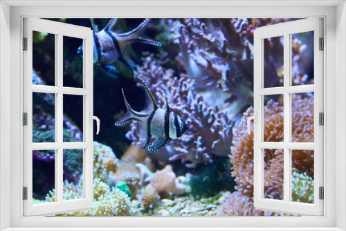 Fototapeta Naklejka Na Ścianę Okno 3D - Banggai cardinalfish on the reef (Pterapogon kauderni).