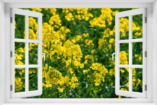 Fototapeta Naklejka Na Ścianę Okno 3D - Close-up of gorgeous yellow blooming rapeseed in Wiesbaden-Frauenstein/Germany in the Rheingau