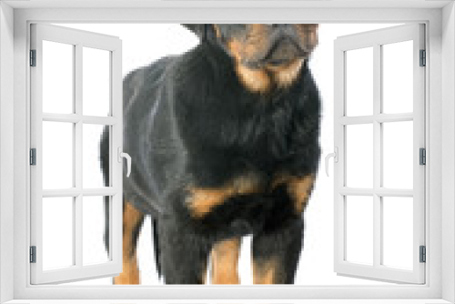 Fototapeta Naklejka Na Ścianę Okno 3D - rottweiler