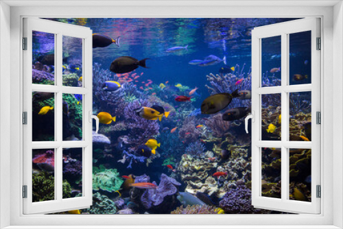 Fototapeta Naklejka Na Ścianę Okno 3D - Underwater scene. Underwater world. Underwater life landscape.