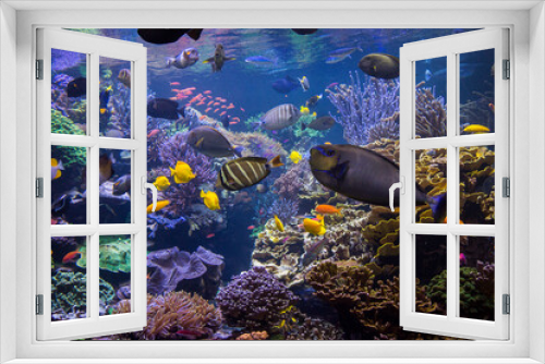 Fototapeta Naklejka Na Ścianę Okno 3D - Underwater scene. Underwater world. Underwater life landscape.