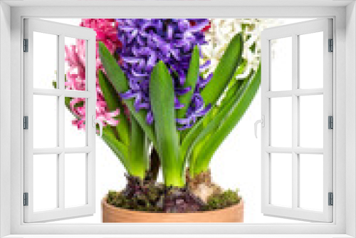 Fototapeta Naklejka Na Ścianę Okno 3D - pink, white,blue hyacinth flower in pot