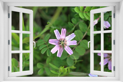 Fototapeta Naklejka Na Ścianę Okno 3D - 春の田んぼに咲くレンゲの花