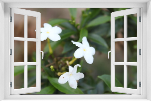 Fototapeta Naklejka Na Ścianę Okno 3D - White jasmine flower in nature garden. (Jasmine Jasmine)