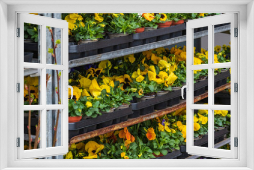 Fototapeta Naklejka Na Ścianę Okno 3D - Viele gelbe Stiefmütterchen Pflanzen stehen eingetopft auf Rollwagen