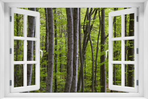 Fototapeta Naklejka Na Ścianę Okno 3D - Dense trees in forest, Transylvania, Romania