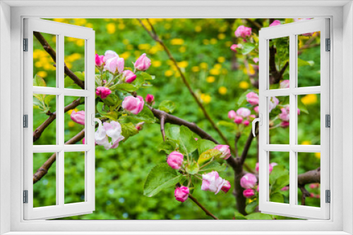 Fototapeta Naklejka Na Ścianę Okno 3D - The apple tree is blooming. Spring gently pink flowers of an apple-tree.
