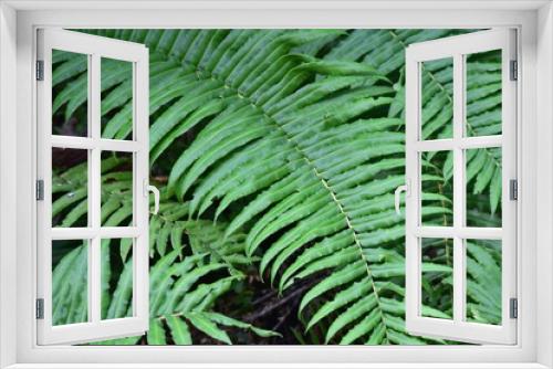 Fototapeta Naklejka Na Ścianę Okno 3D - Beautiful giant fern in a forest in Chile.
