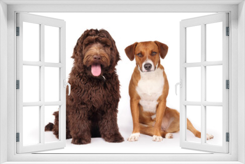 Fototapeta Naklejka Na Ścianę Okno 3D - Happy dogs sitting and looking at camera. Front view of two puppy dog friends sitting side by side. Harrier mix dog with sloppy sideways leg position next to 6 months old Labradoodle. Selective focus.
