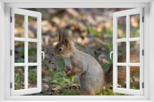 Fototapeta Naklejka Na Ścianę Okno 3D - squirrel in the park