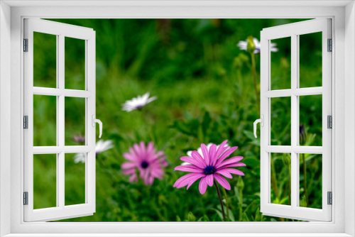 Fototapeta Naklejka Na Ścianę Okno 3D - Gerberas violettes et blanches