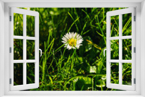 Fototapeta Naklejka Na Ścianę Okno 3D - Flower amongst the grass