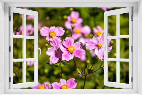 Fototapeta Naklejka Na Ścianę Okno 3D - Beautiful rose flowers