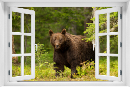 Fototapeta Naklejka Na Ścianę Okno 3D - Close up of an Eurasian Brown bear in a forest