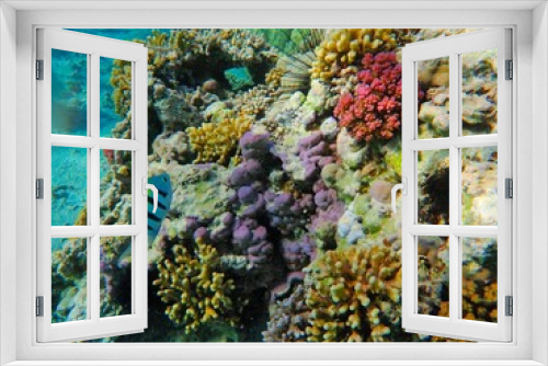 Fototapeta Naklejka Na Ścianę Okno 3D - Tropical fish and coral reef near Jaz Maraya, Coraya bay, Marsa Alam, Egypt