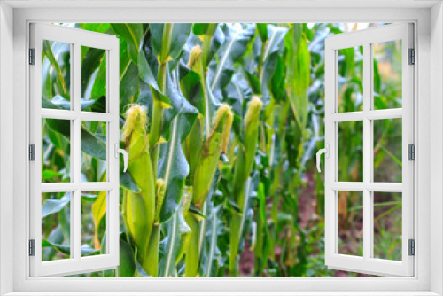 Fototapeta Naklejka Na Ścianę Okno 3D - Corn in the farm