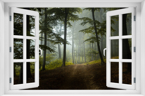Fototapeta Naklejka Na Ścianę Okno 3D - Beautiful romantic trail in foggy forest. Dark trees and strange mist in the background