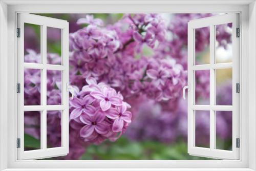 Fototapeta Naklejka Na Ścianę Okno 3D - Blooming lilac bushes close up