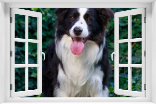Fototapeta Naklejka Na Ścianę Okno 3D - Dog breed Border Collie