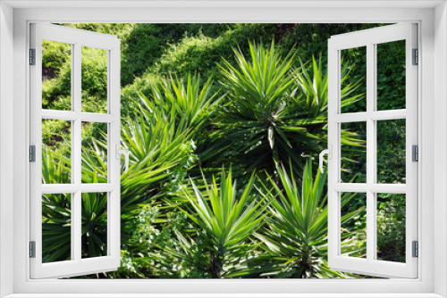 Fototapeta Naklejka Na Ścianę Okno 3D - Yucca plants in a California coastal forest